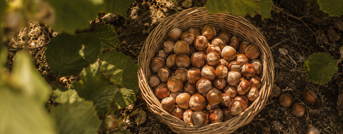 Nocciola