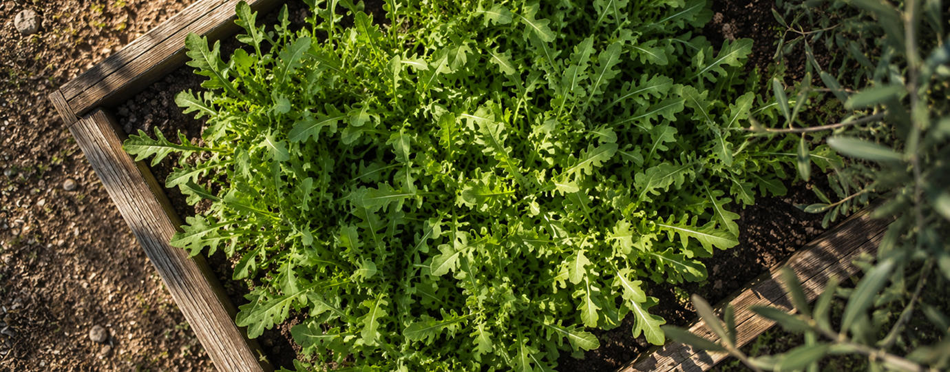 Rucola
